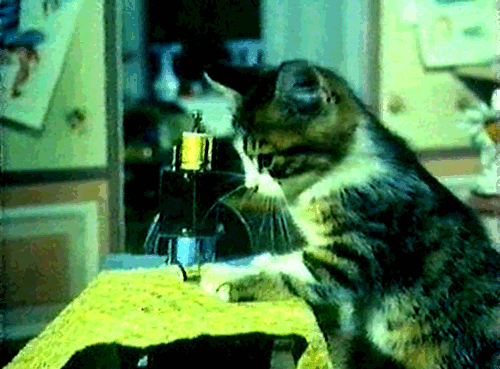 catsewing